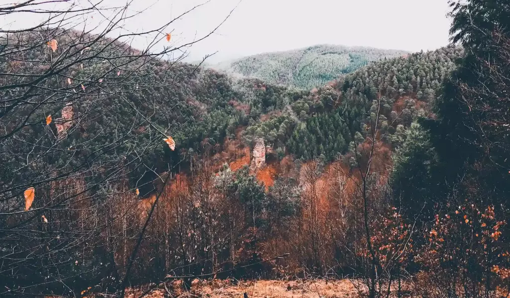 Kagehub_Image_Cool_Forest_Mood