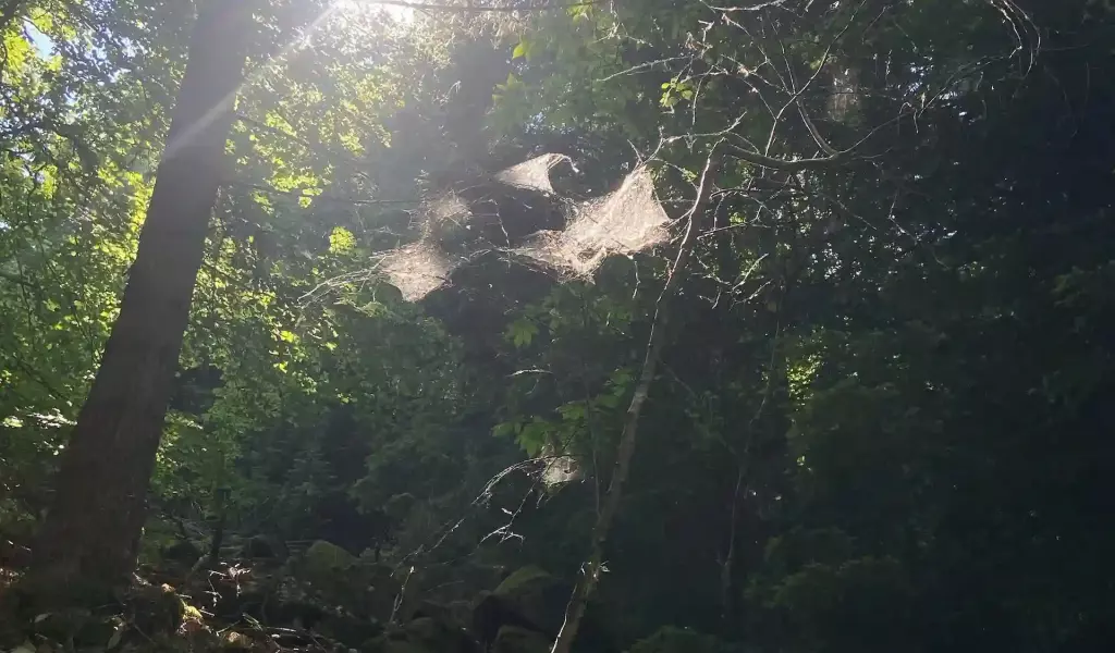Kagehub_Image_Forest_Spider_Web