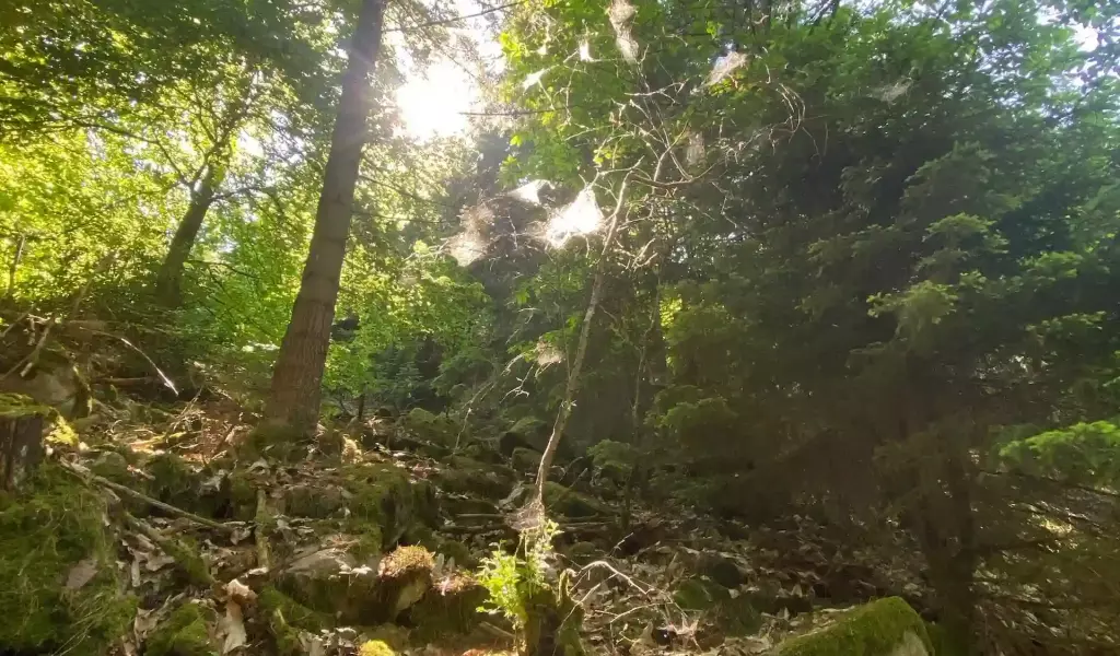 Kagehub_Image_Forest_Spider_Web_darker