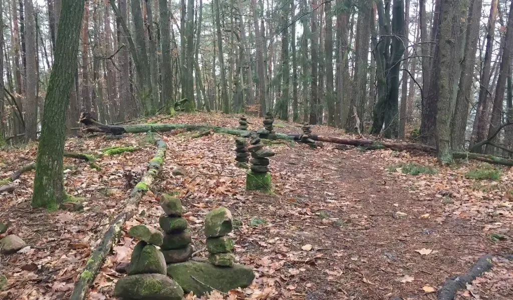 Kagehub_Image_Rhineland_Pallatine_Forest_Trees_And_Dirt